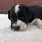 Preston-male-miniature-schnauzer-puppy-for-sale (3)