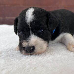 Preston Miniature Schnauzer Preston Miniature Schnauzer