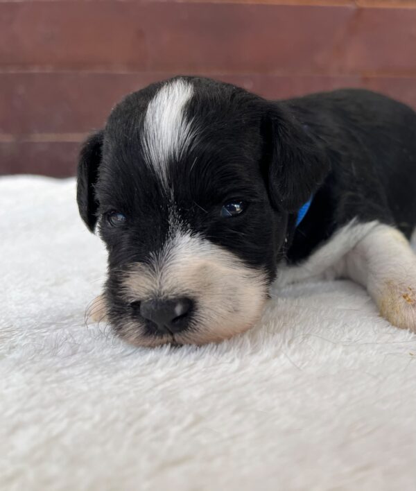 Preston Miniature Schnauzer Preston Miniature Schnauzer