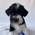 Preston-male-miniature-schnauzer-puppy-for-sale- (4)
