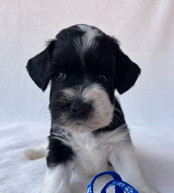 Preston Miniature Schnauzer Preston Miniature Schnauzer