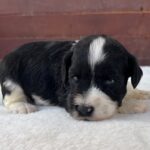 Preston-male-miniature-schnauzer-puppy-for-sale (4)