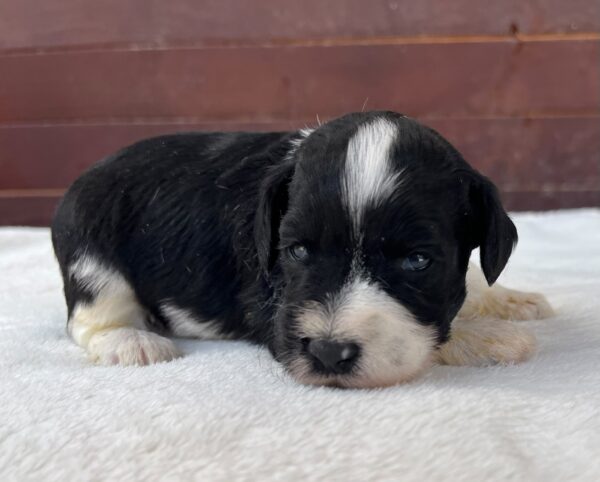 Preston Miniature Schnauzer Preston Miniature Schnauzer