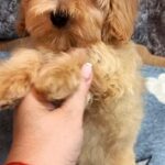 Primrose-female-Maltipoo-puppy-for-sale-1