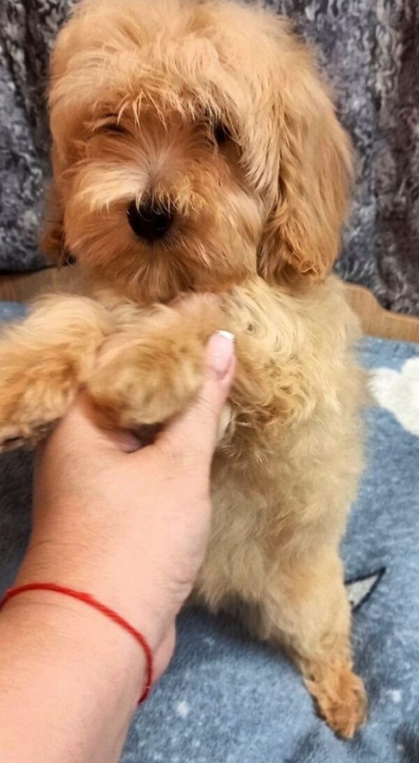 Primrose Maltipoo Primrose Maltipoo