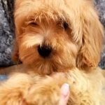 Primrose-female-Maltipoo-puppy-for-sale-2