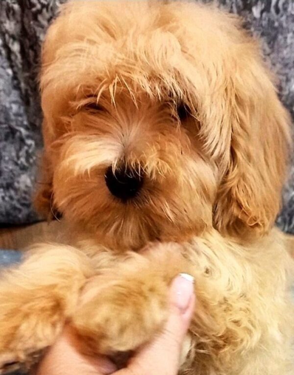 Primrose Maltipoo Primrose Maltipoo