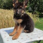 Quasar-male-German-Shephard-puppy-for-sale-1