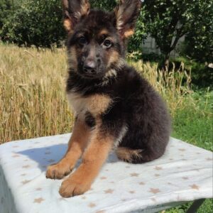 Quasar German Shepherd Quasar German Shepherd