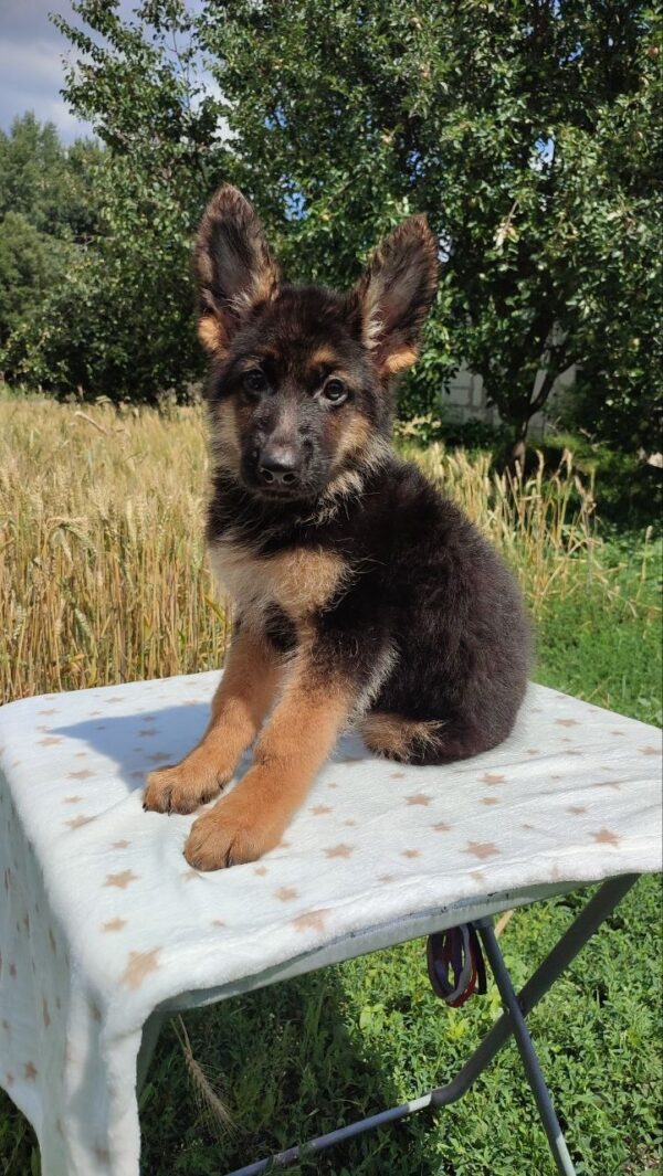Quasar German Shepherd Quasar German Shepherd