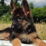 Quasar-male-German-Shephard-puppy-for-sale-2