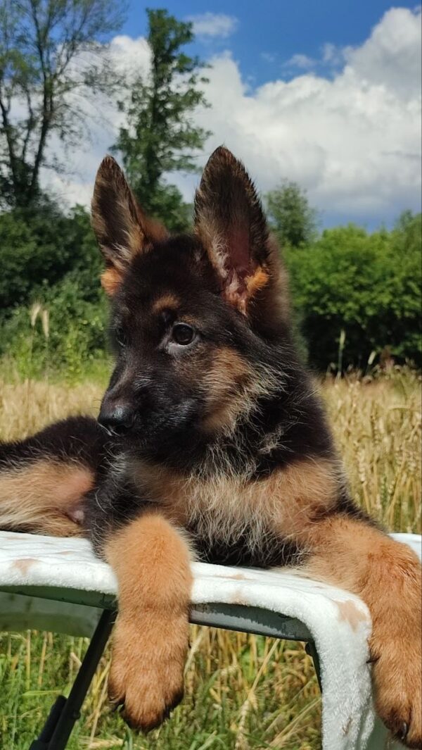Quasar German Shepherd Quasar German Shepherd