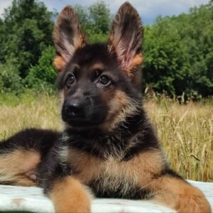 Quasar German Shepherd Quasar German Shepherd