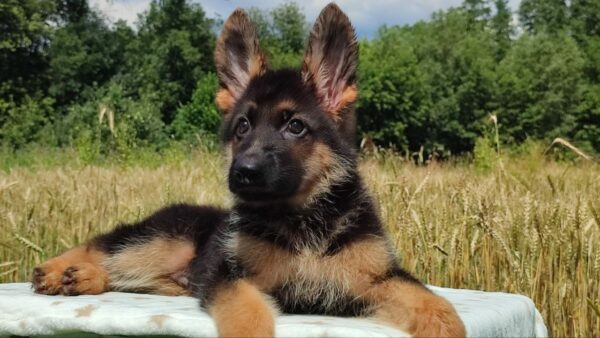 Quasar German Shepherd Quasar German Shepherd