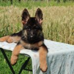 Quasar-male-German-Shephard-puppy-for-sale-4