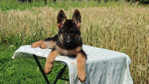 Quasar German Shepherd Quasar German Shepherd