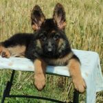 Quasar-male-German-Shephard-puppy-for-sale-5