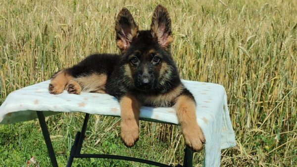 Quasar German Shepherd Quasar German Shepherd