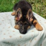 Quasar-male-German-Shephard-puppy-for-sale-6
