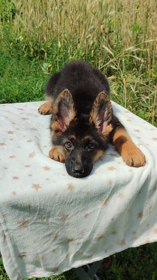 Quasar German Shepherd Quasar German Shepherd