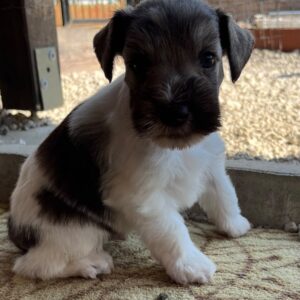 Quattro Miniature Schnauzer Quattro Miniature Schnauzer