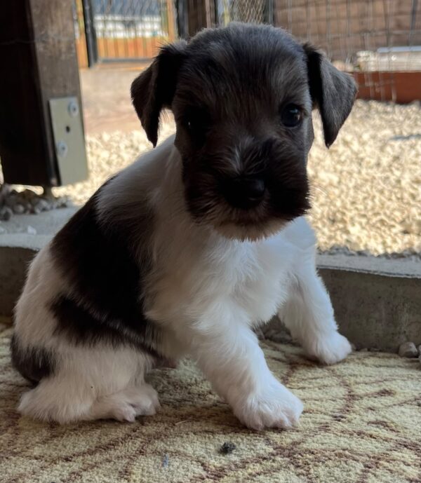 Quattro Miniature Schnauzer Quattro Miniature Schnauzer