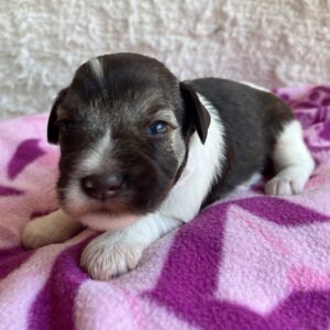 Quattro Miniature Schnauzer Quattro Miniature Schnauzer