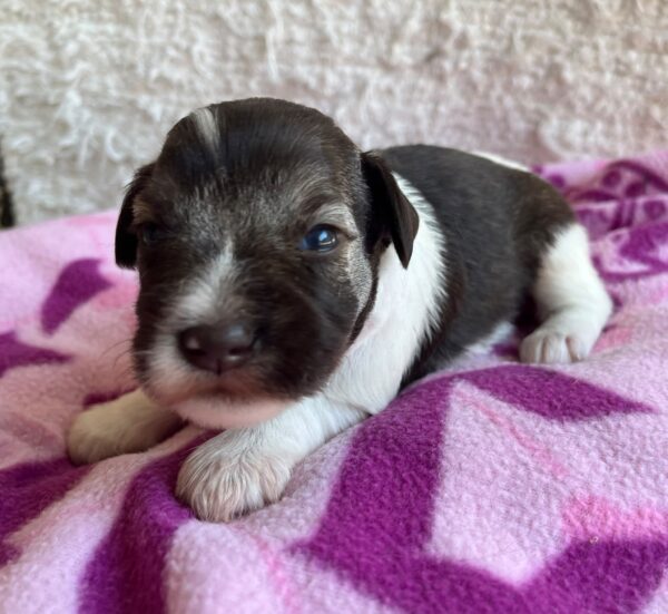 Quattro Miniature Schnauzer Quattro Miniature Schnauzer