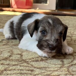 Quattro Miniature Schnauzer Quattro Miniature Schnauzer