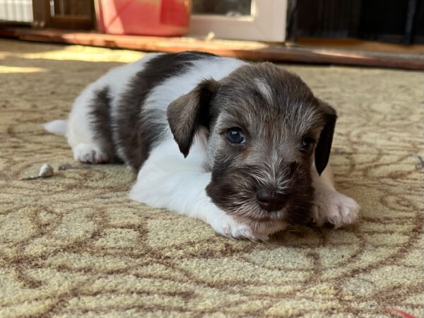 Quattro Miniature Schnauzer Quattro Miniature Schnauzer