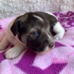 Quattro-male-miniature-schnauzer-puppy-for-sale- (2)