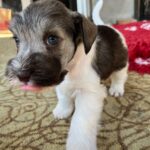 Quattro-male-miniature-schnauzer-puppy-for-sale- (3)