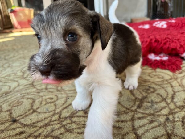 Quattro Miniature Schnauzer Quattro Miniature Schnauzer