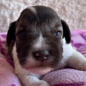 Quattro Miniature Schnauzer Quattro Miniature Schnauzer