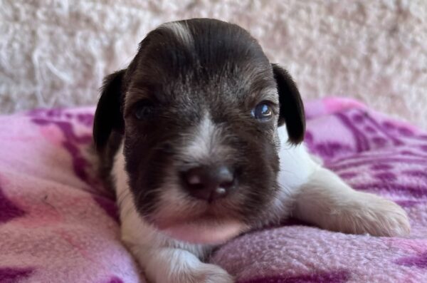 Quattro Miniature Schnauzer Quattro Miniature Schnauzer