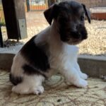 Quattro-male-miniature-schnauzer-puppy-for-sale- (4)