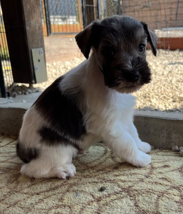 Quattro Miniature Schnauzer Quattro Miniature Schnauzer