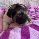 Quattro-male-miniature-schnauzer-puppy-for-sale- (4)