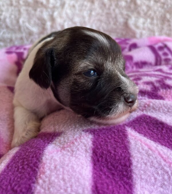 Quattro Miniature Schnauzer Quattro Miniature Schnauzer