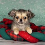 Questa-female-Chihuahua-puppy-for-sale-1