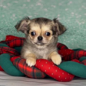 Questa Chihuahua Questa Chihuahua