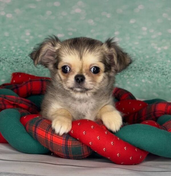 Questa Chihuahua Questa Chihuahua
