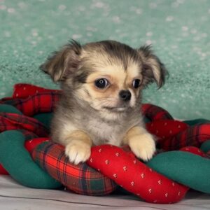 Questa Chihuahua Questa Chihuahua