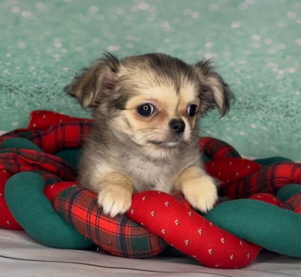 Questa Chihuahua Questa Chihuahua