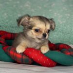 Questa-female-Chihuahua-puppy-for-sale-3