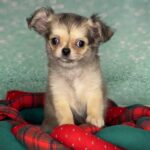 Questa-female-Chihuahua-puppy-for-sale-4