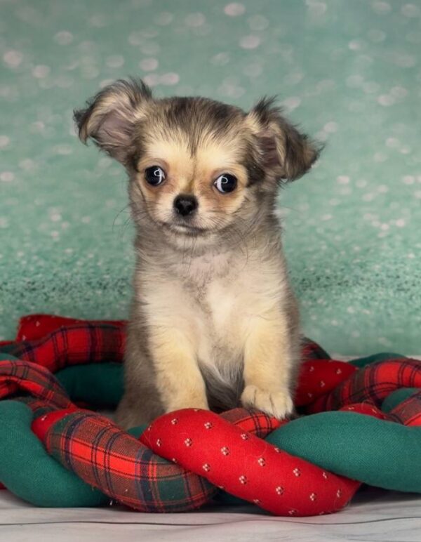 Questa Chihuahua Questa Chihuahua