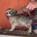 Questa-female-Chihuahua-puppy-for-sale-5