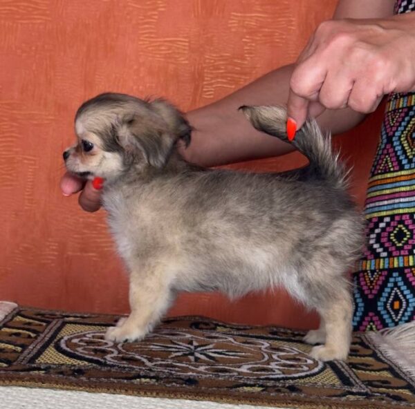 Questa Chihuahua Questa Chihuahua