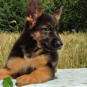 Questor German Shepherd Questor German Shepherd